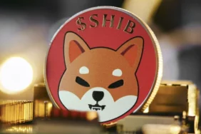 shiba