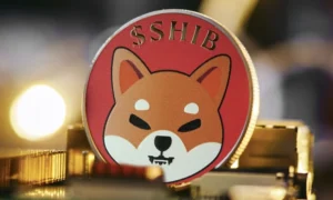shiba