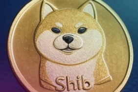 shiba